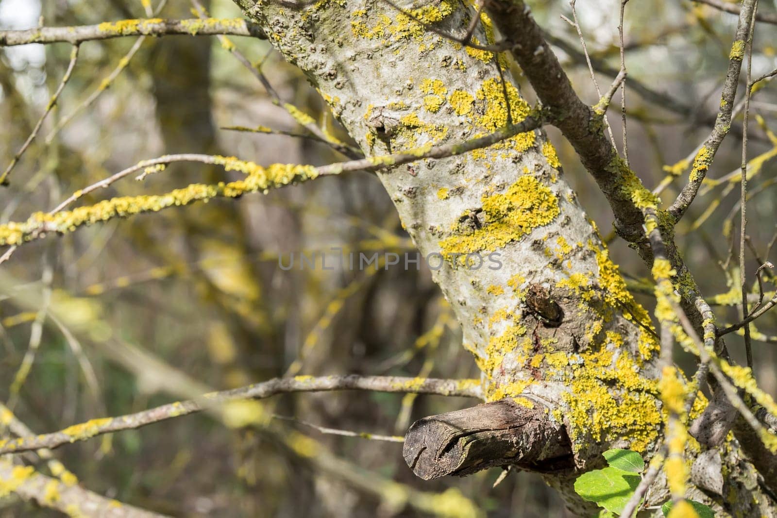 Tree trunk with moss in the forest