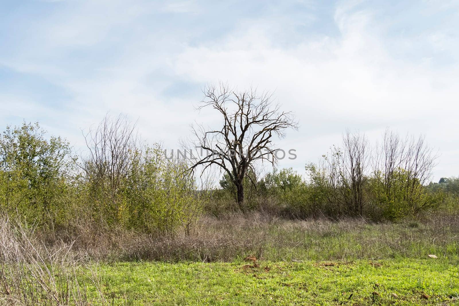 Dry tree in the middle of nature