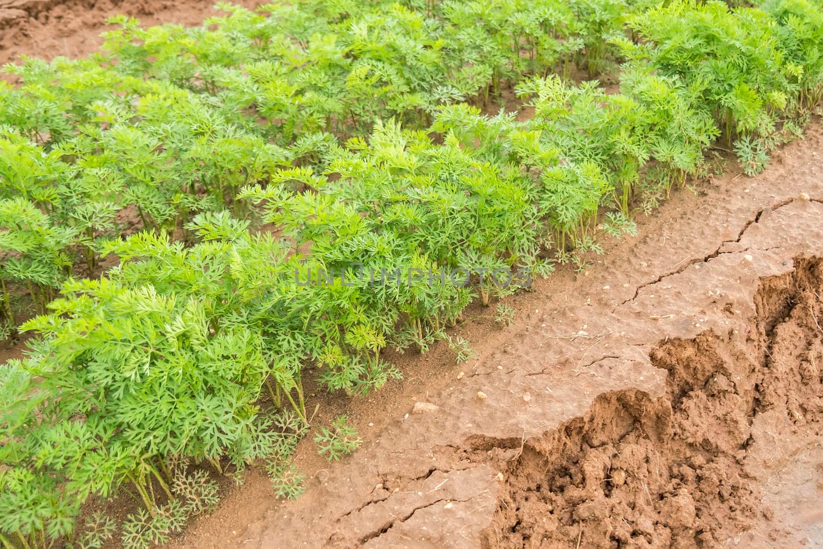 Carrots crop