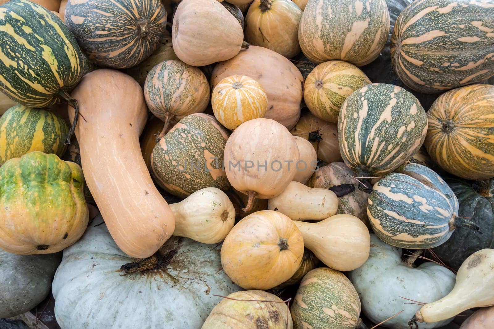 Pumpkins, Cucurbita argyrosperma, moschata, Butternut, maxima, cushaw