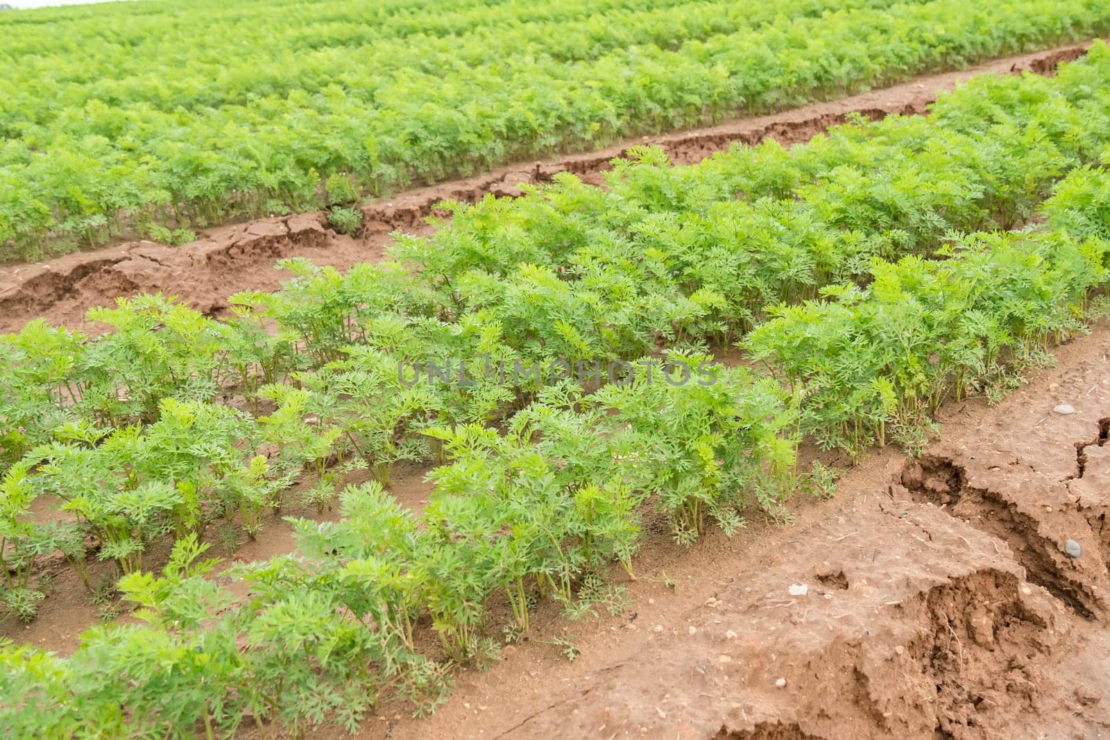 Carrots crop