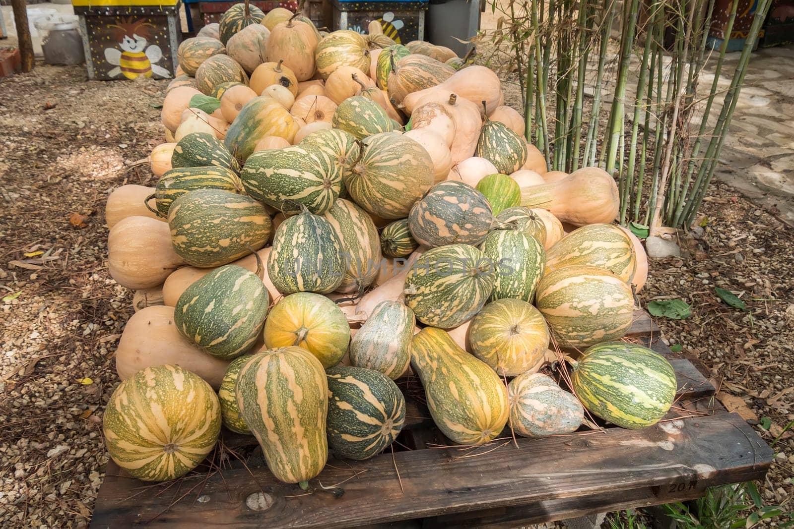 Pumpkins, Cucurbita argyrosperma, moschata, Butternut, maxima, cushaw