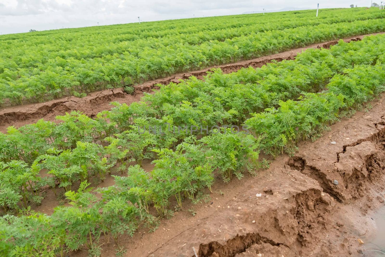 Carrots crop