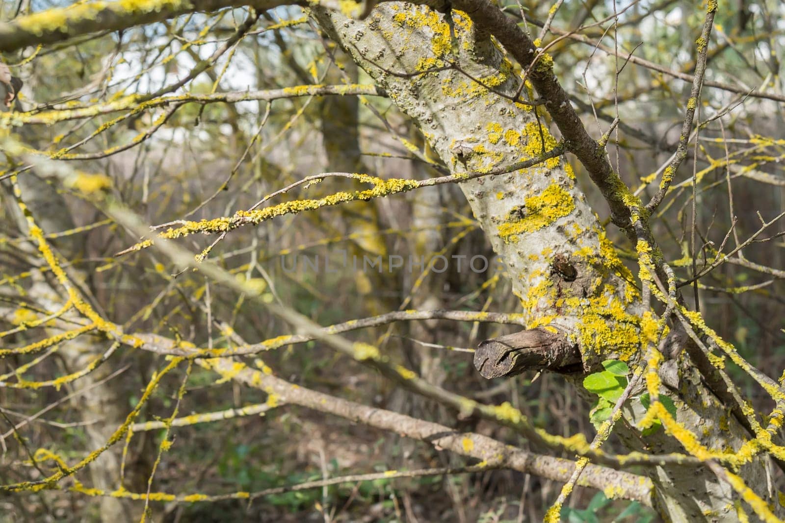 Tree trunk with moss in the forest