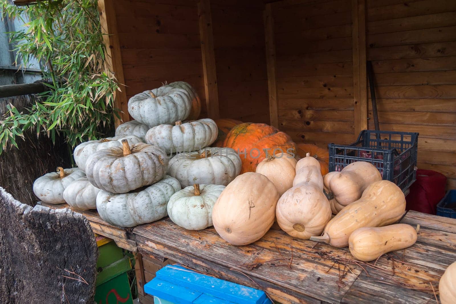 White and orange pumpkings wonder, and butternut