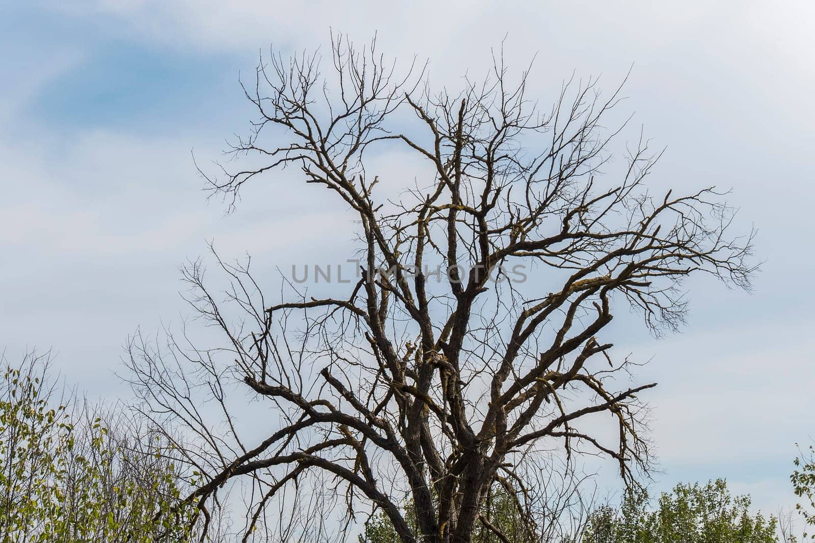 Dry tree in the middle of nature