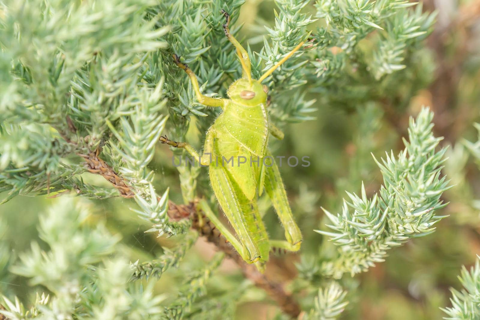 Grasshoppers remaining in a plant, Acrididae