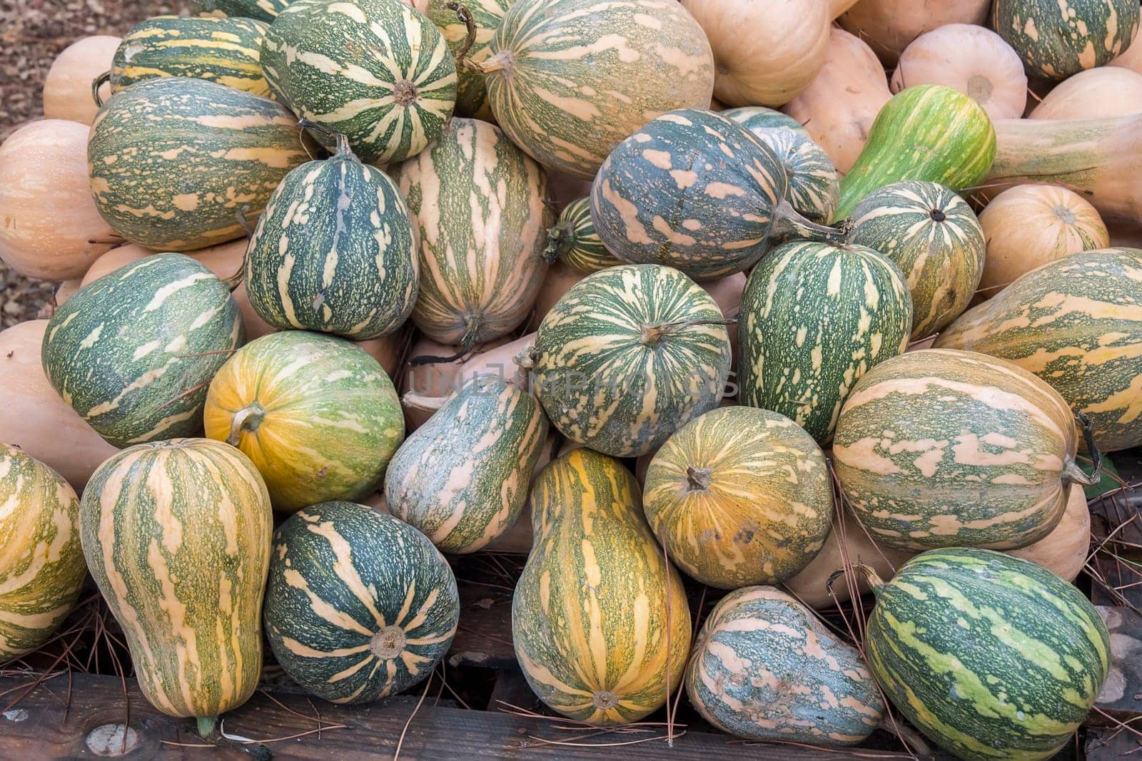 Pumpkins, Cucurbita argyrosperma, moschata, Butternut, maxima, cushaw