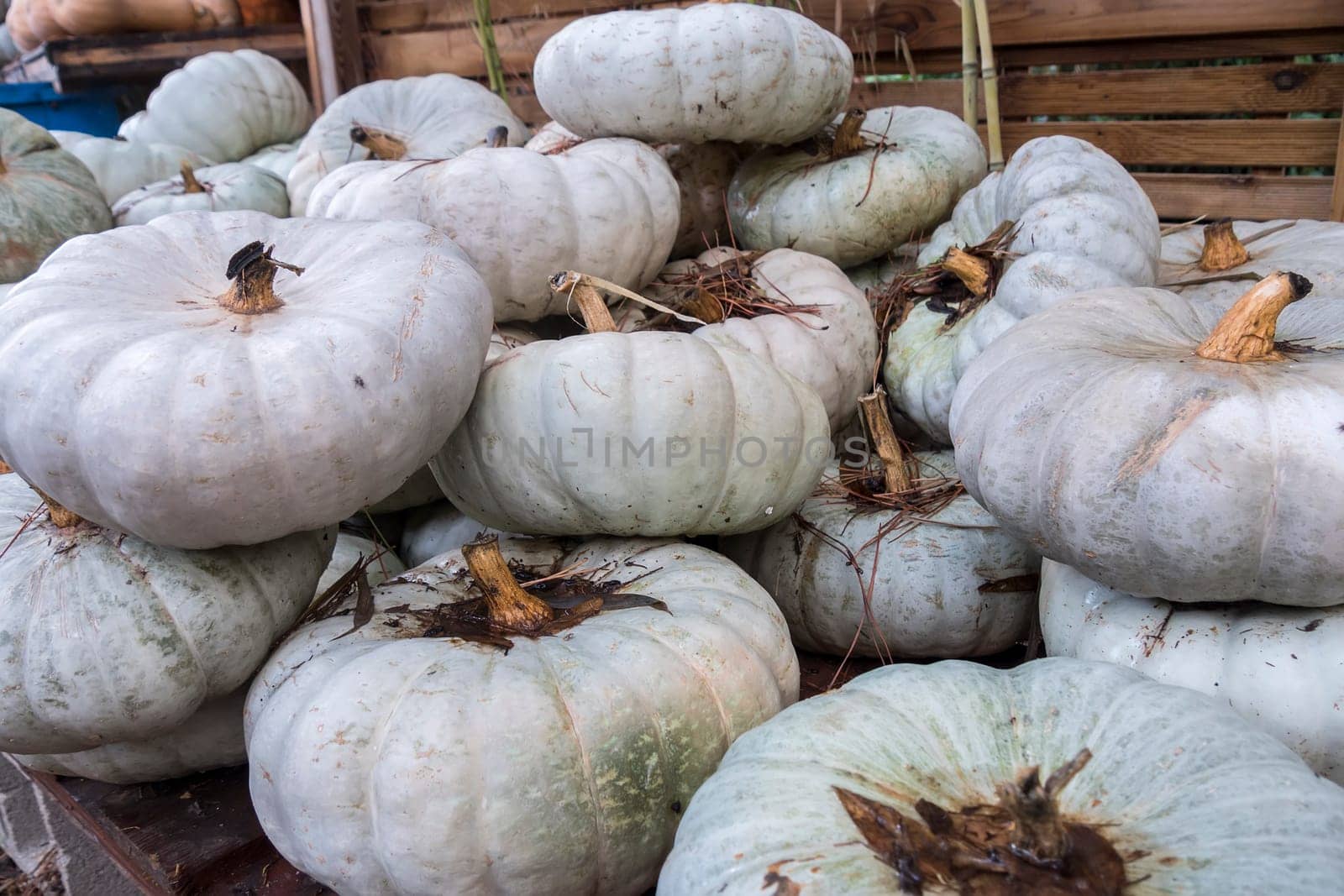 White pumpkings wonder