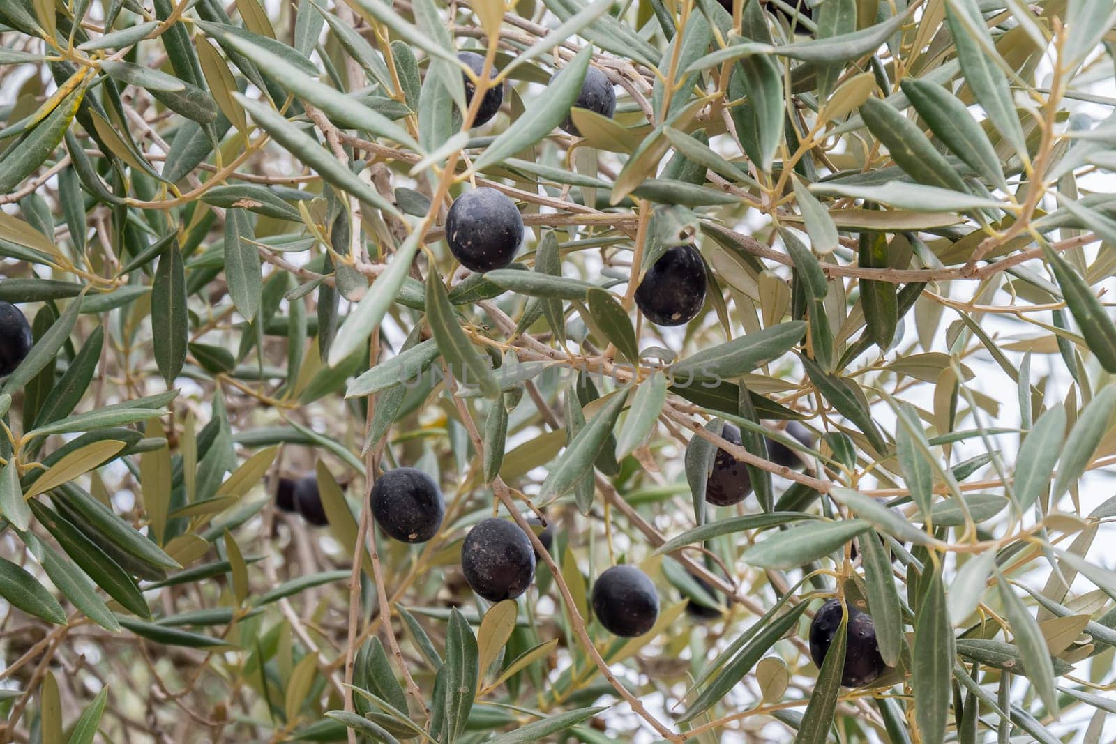 Ripe black olives on the tree