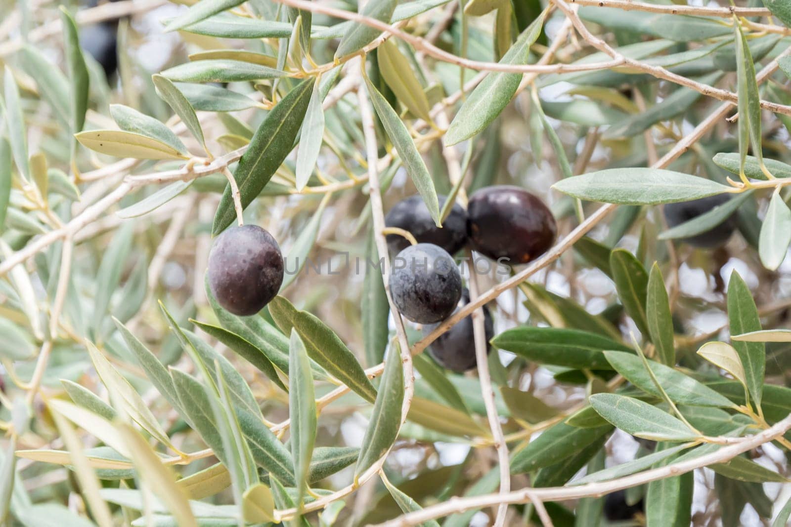 Ripe black olives on the tree
