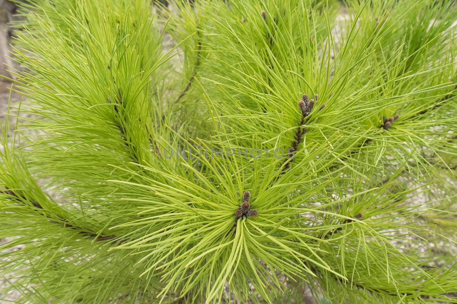 Pine leaves in the forest
