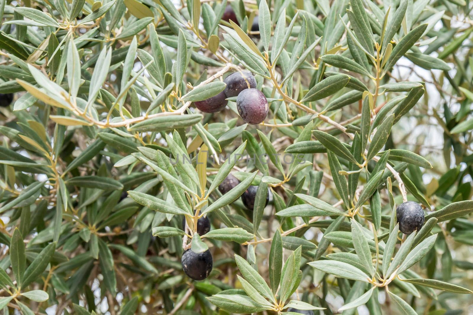 Ripe black olives on the tree
