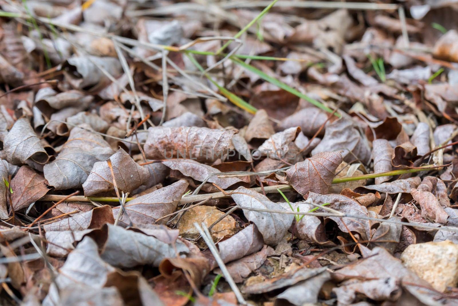 Dry fallen leaves in autumn