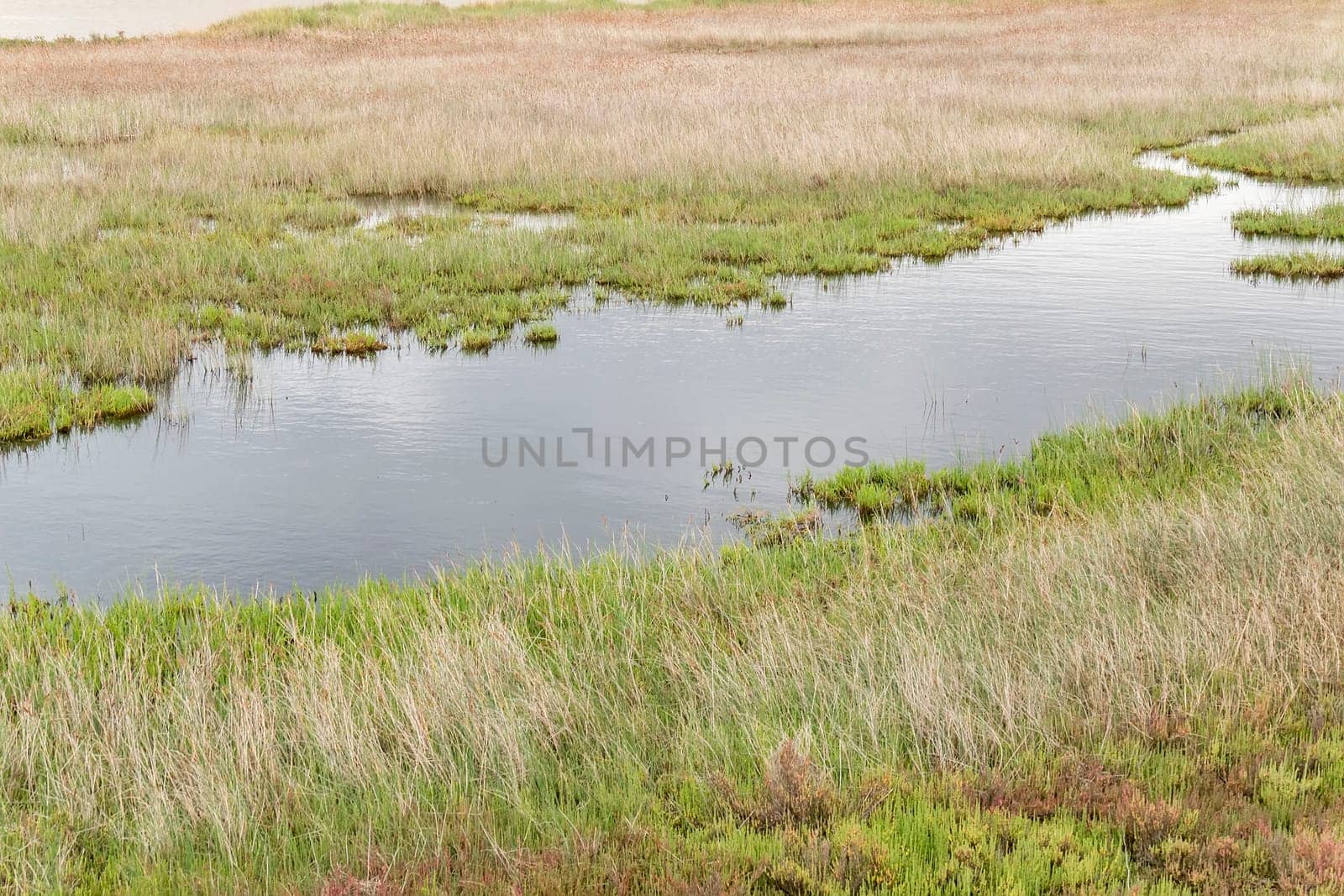 Wetland to the river bank