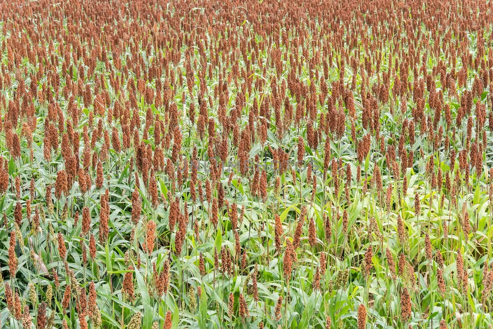 Sorghum field