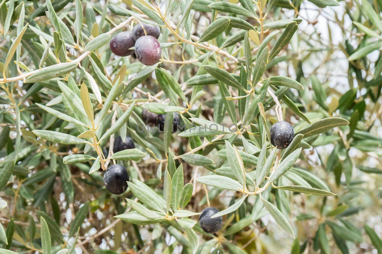 Ripe black olives on the tree