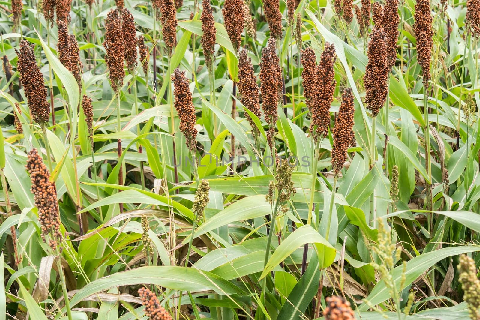 Sorghum field