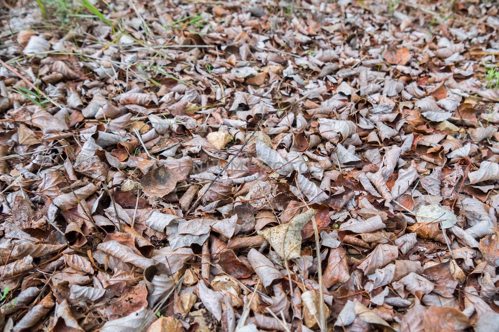 Dry fallen leaves in autumn