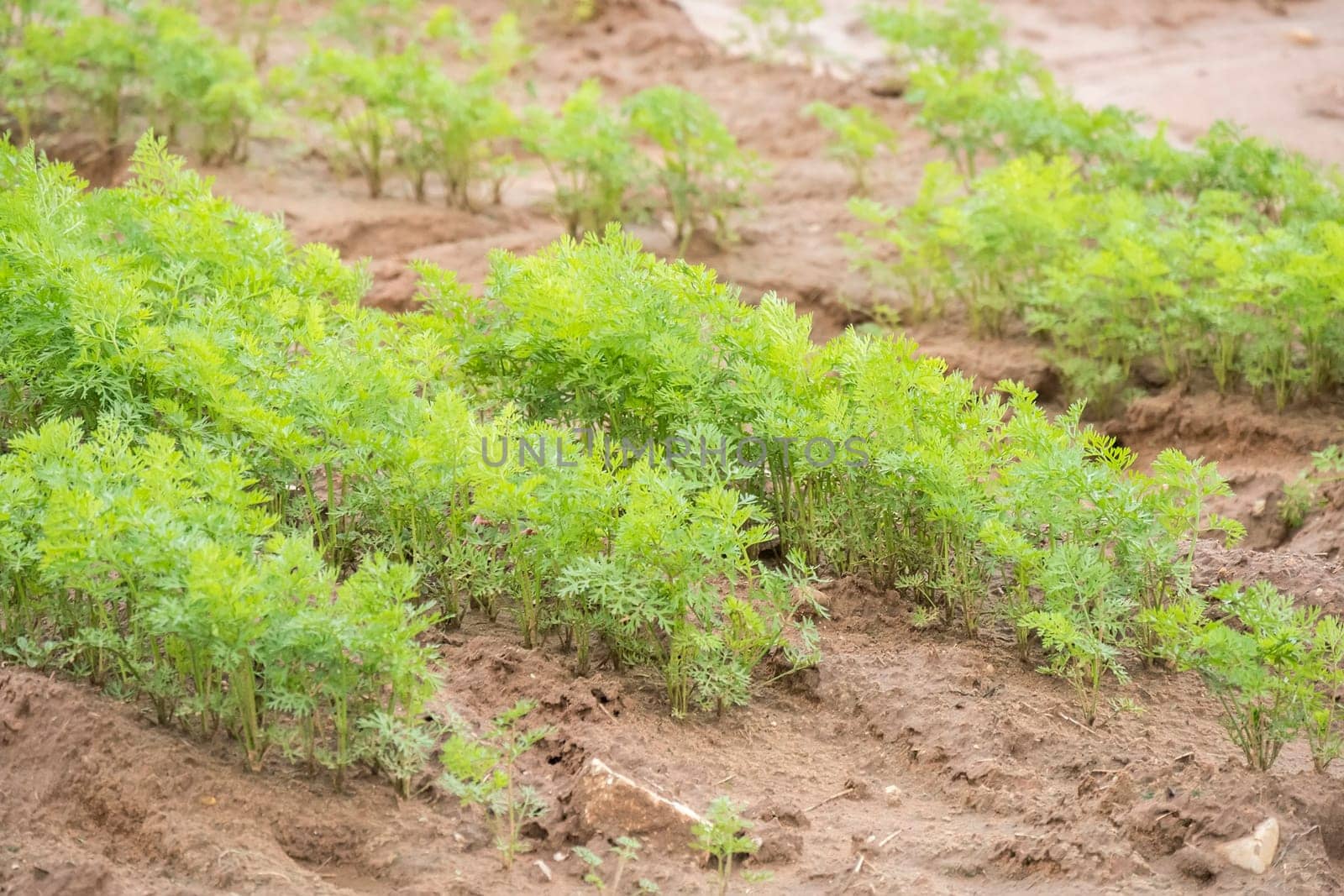 Carrots crop