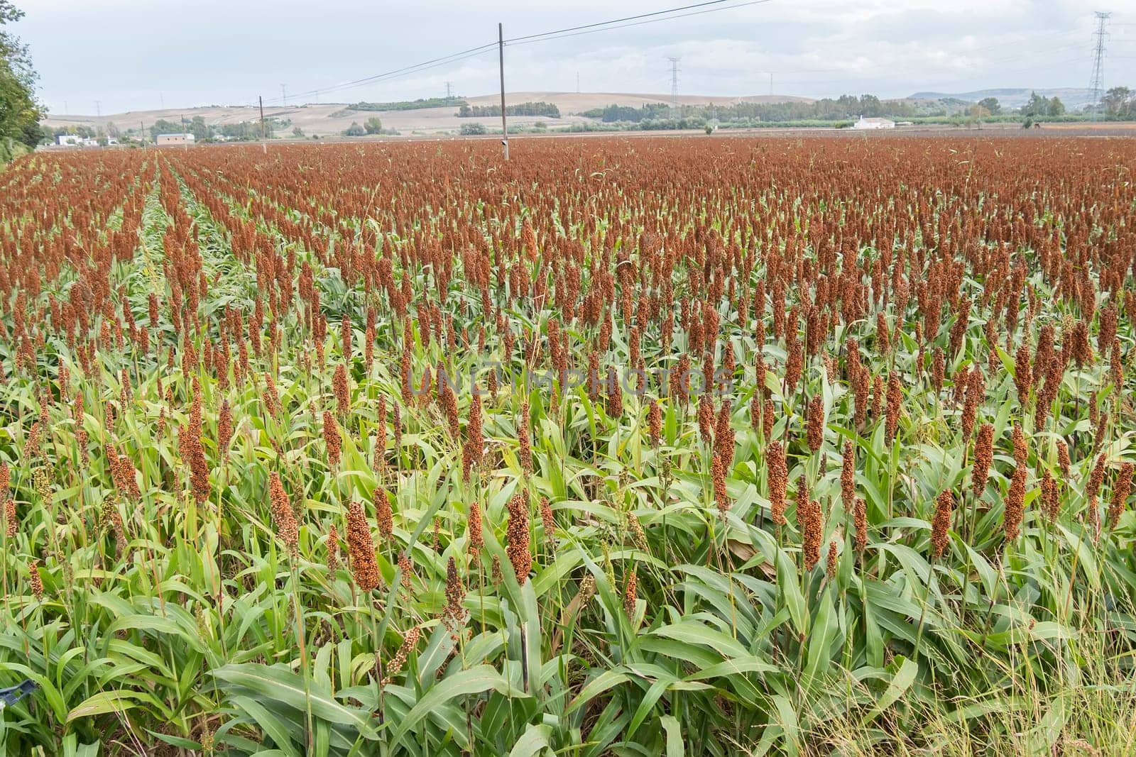 Sorghum field