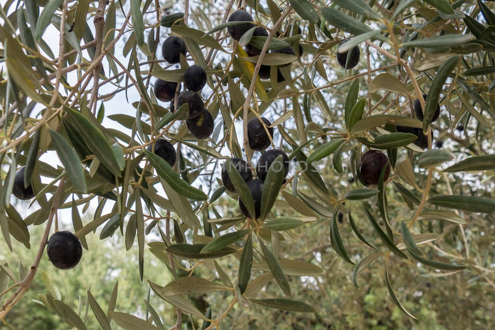 Ripe black olives on the tree