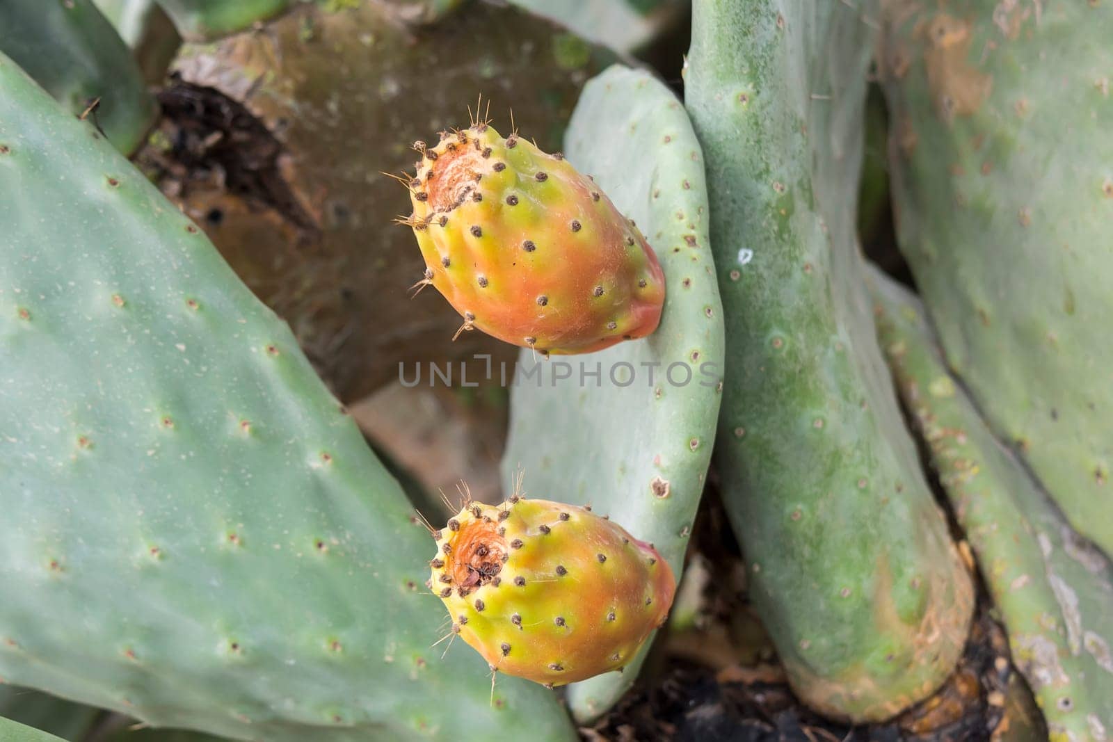 Cactaceae, Opuntia, prickly pears cactus fruitsand