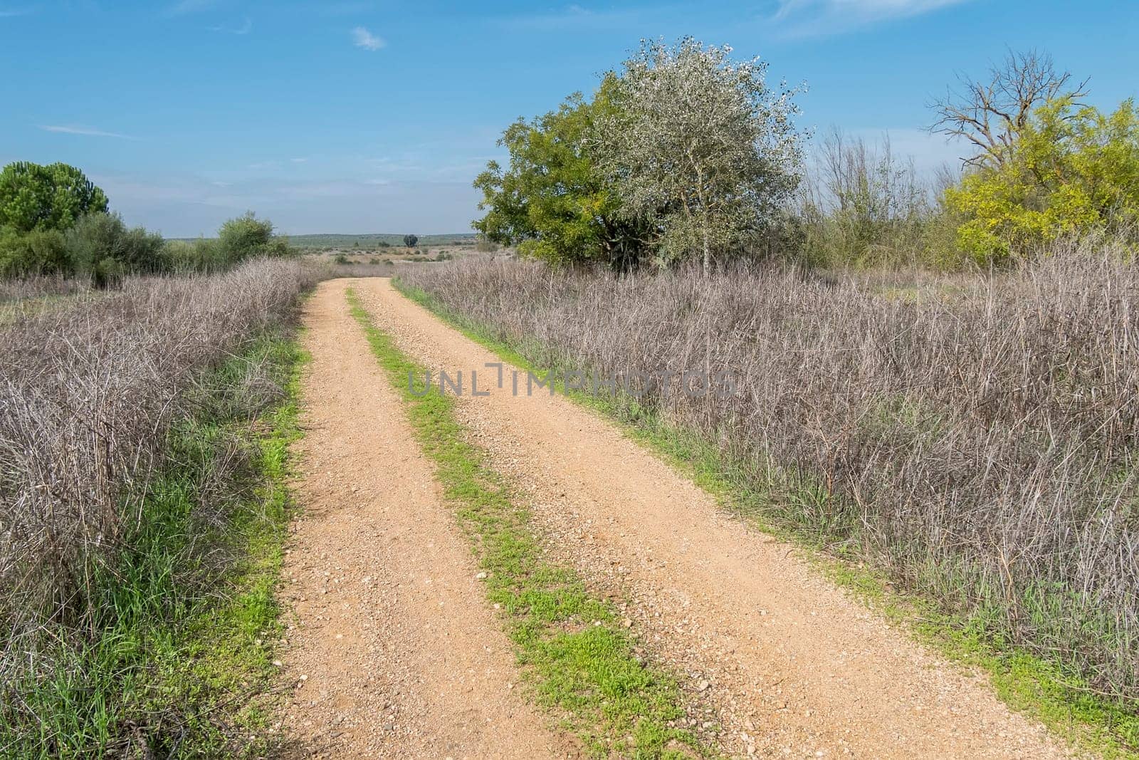 Rural dirt road in the middle of nature
