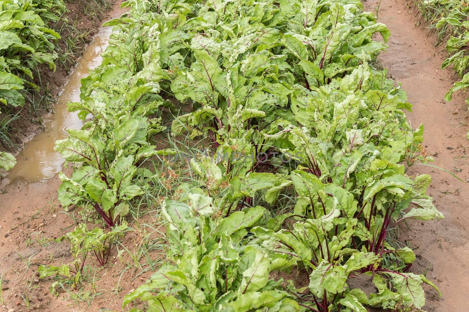 Beet harvest