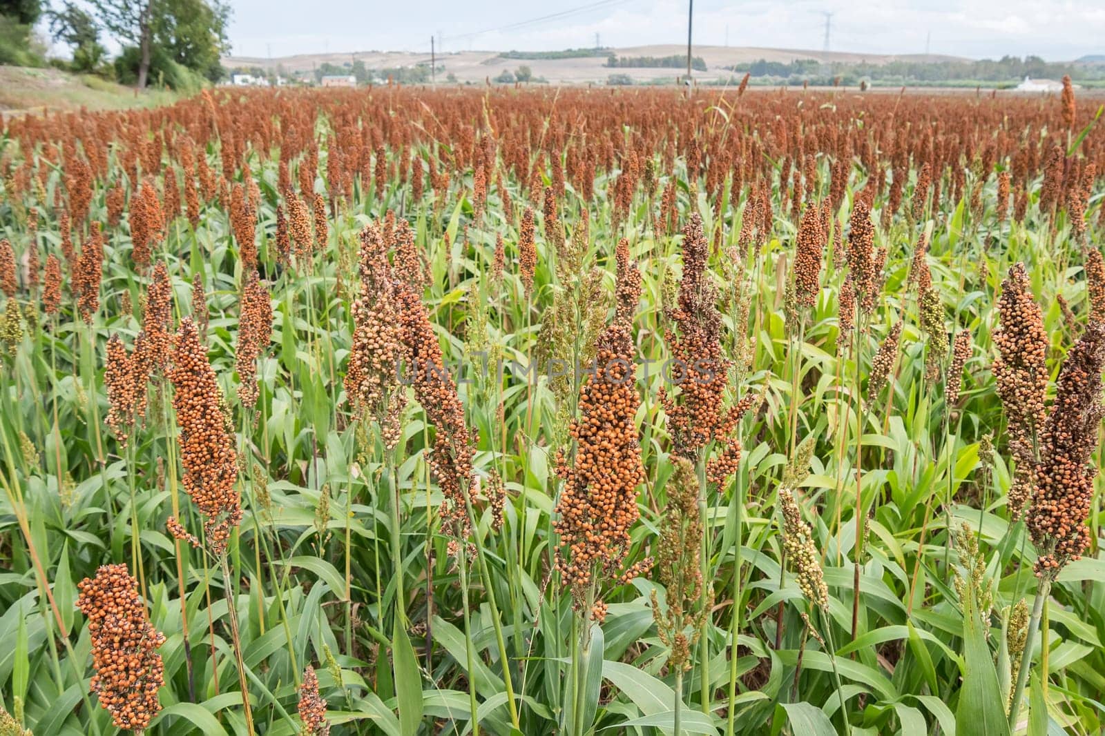 Sorghum field