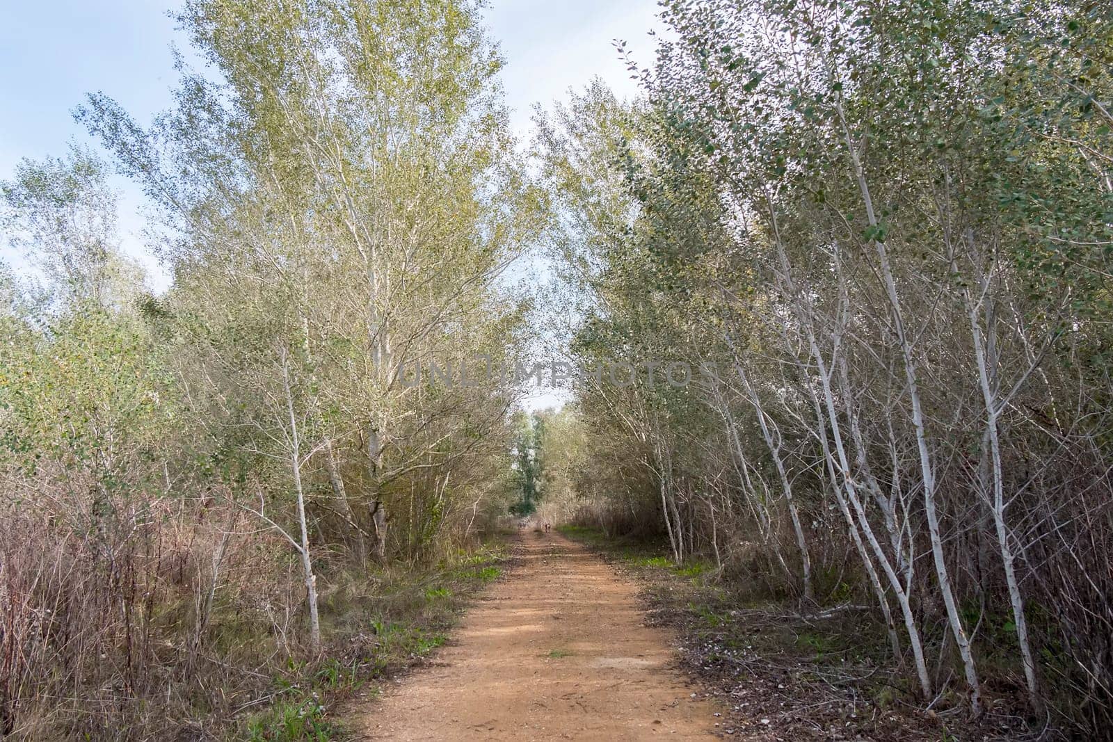 Rural dirt road in the middle of nature