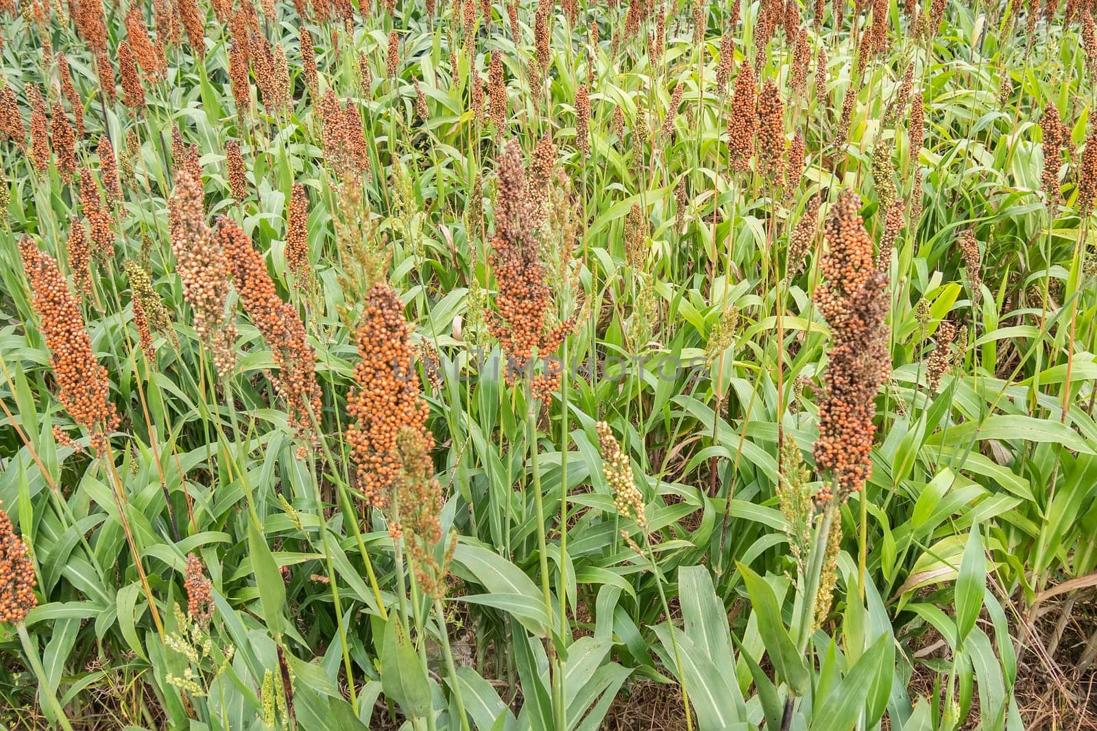 Sorghum field