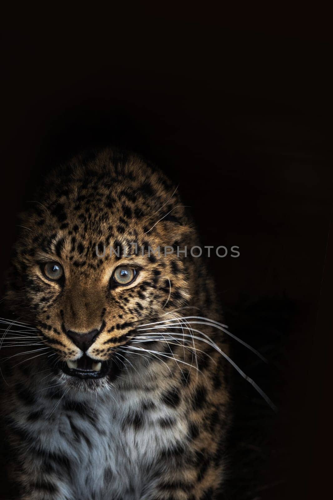 Portrait of the female leopard from fast east in a zoo