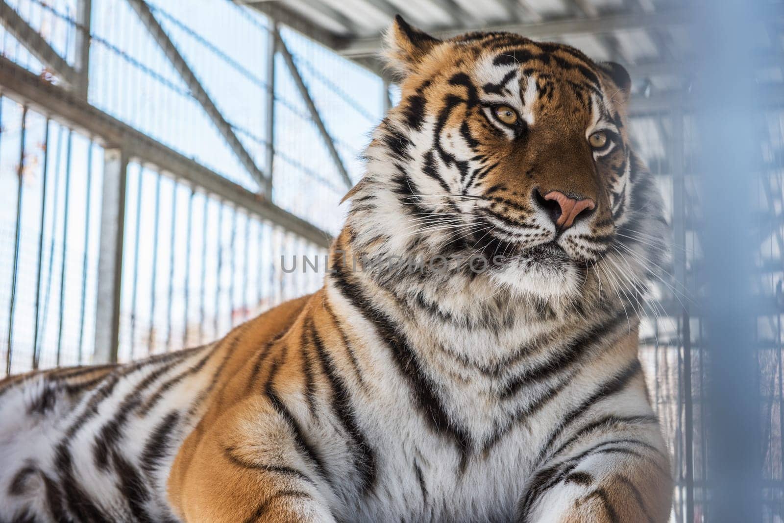 Portrait of the leopard in a zoo