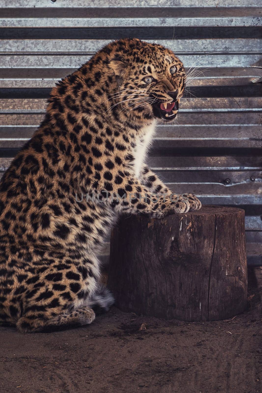 Portrait of the female leopard from fast east in a zoo