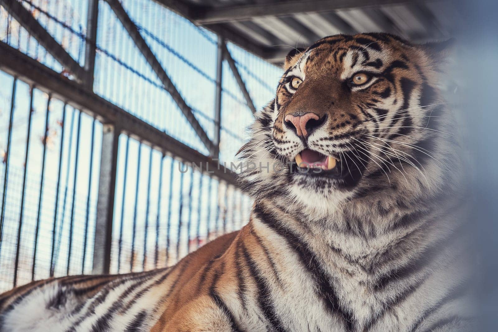 Portrait of the leopard in a zoo
