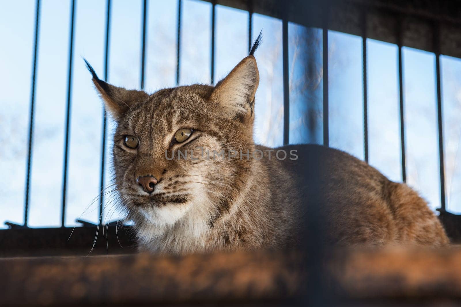 Portrait of the lynx in a zoo