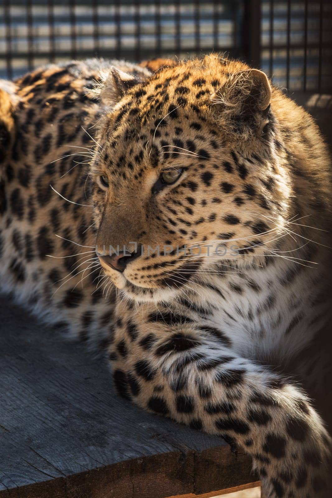 Portrait of the male leopard in a zoo