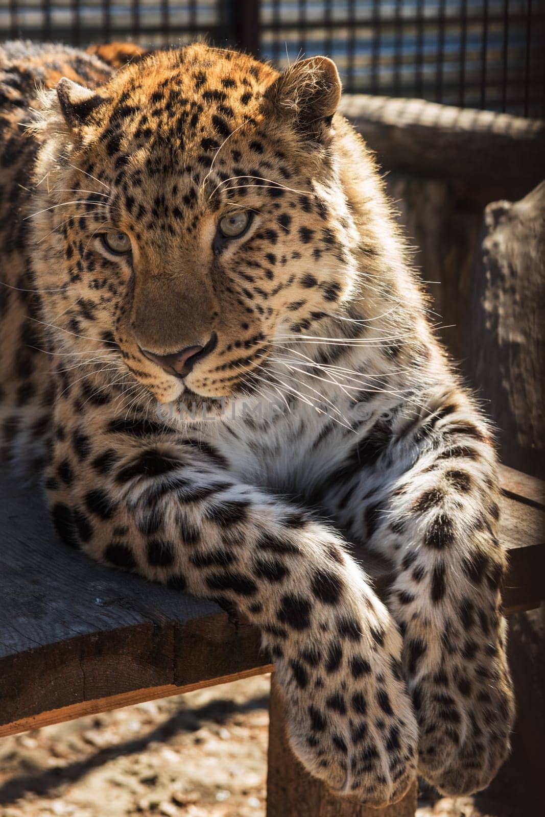 Portrait of the male leopard in a zoo