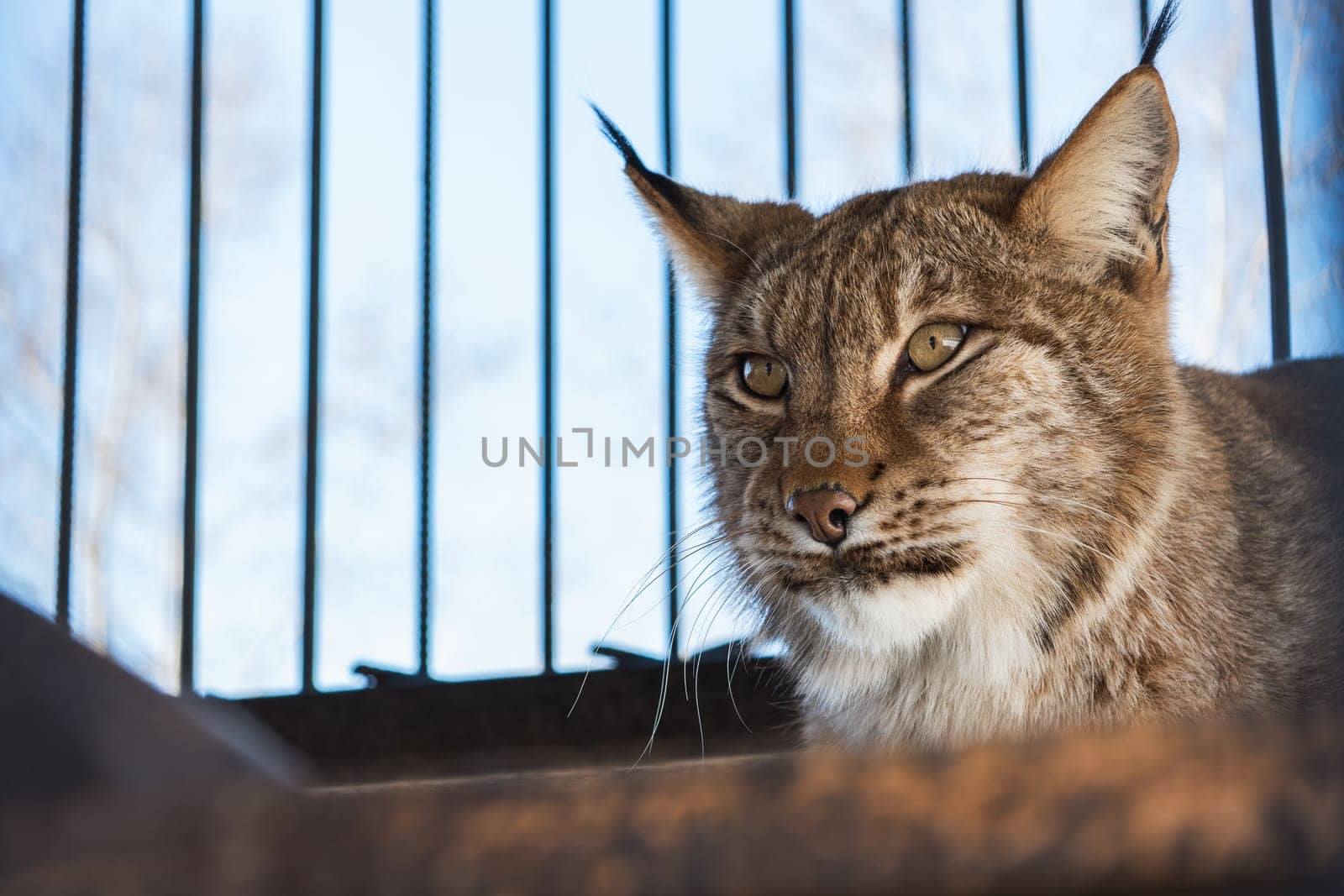 Portrait of the lynx in a zoo