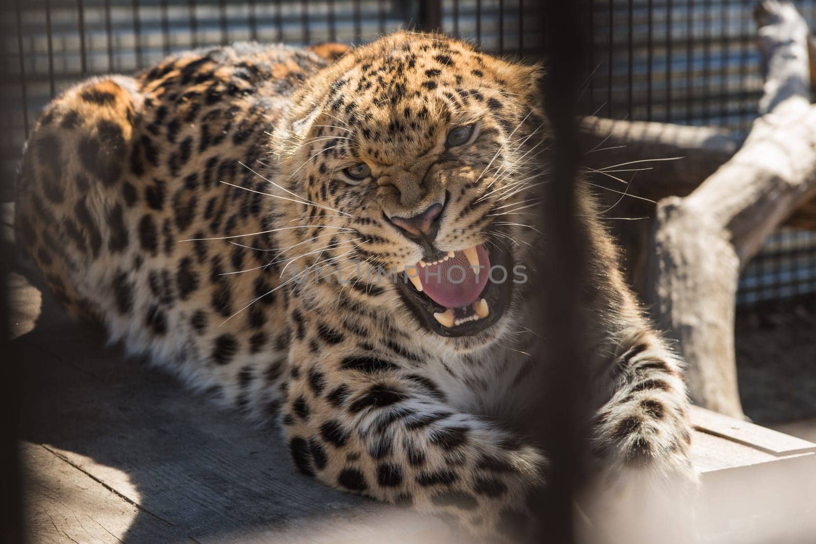 Portrait of the male leopard in a zoo