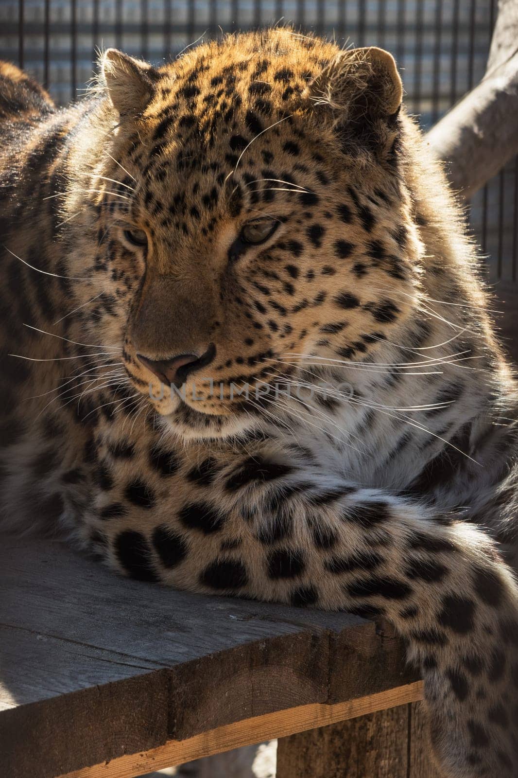 Portrait of the male leopard in a zoo