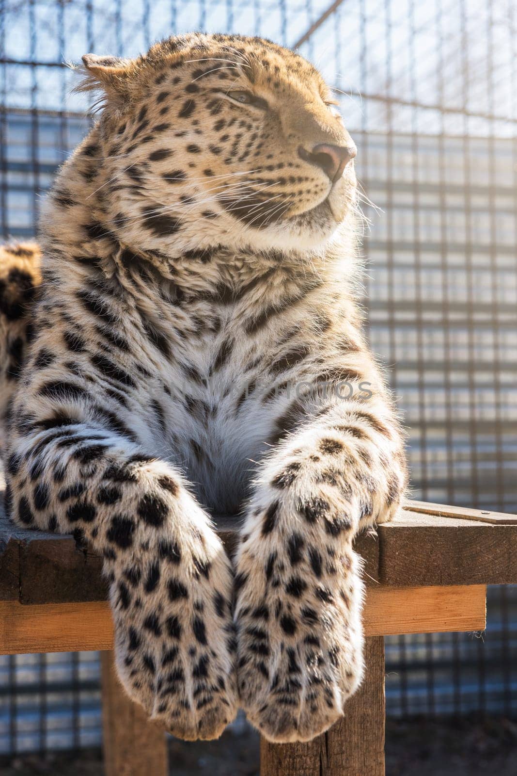 Portrait of the male leopard in a zoo