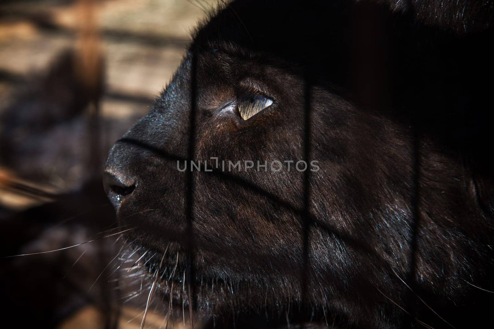 Portrait of the baby black puma in a zoo