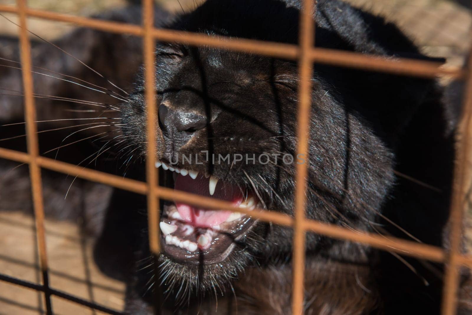 Portrait of the baby black puma in a zoo