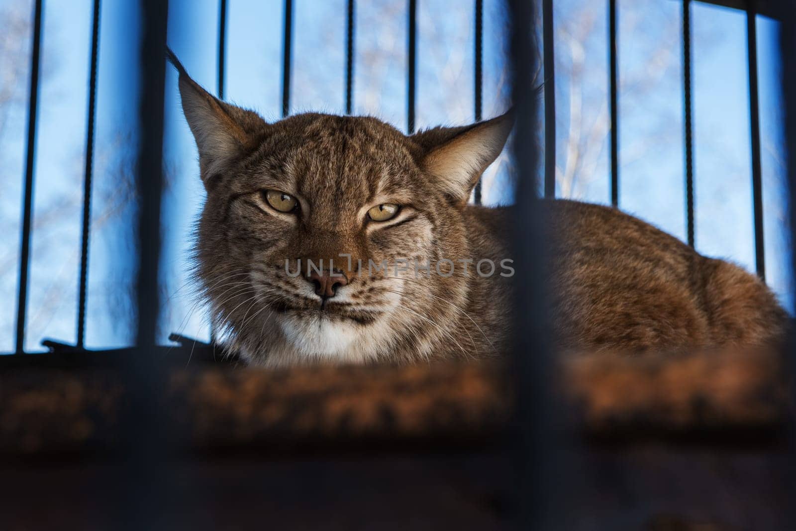 Portrait of the lynx in a zoo