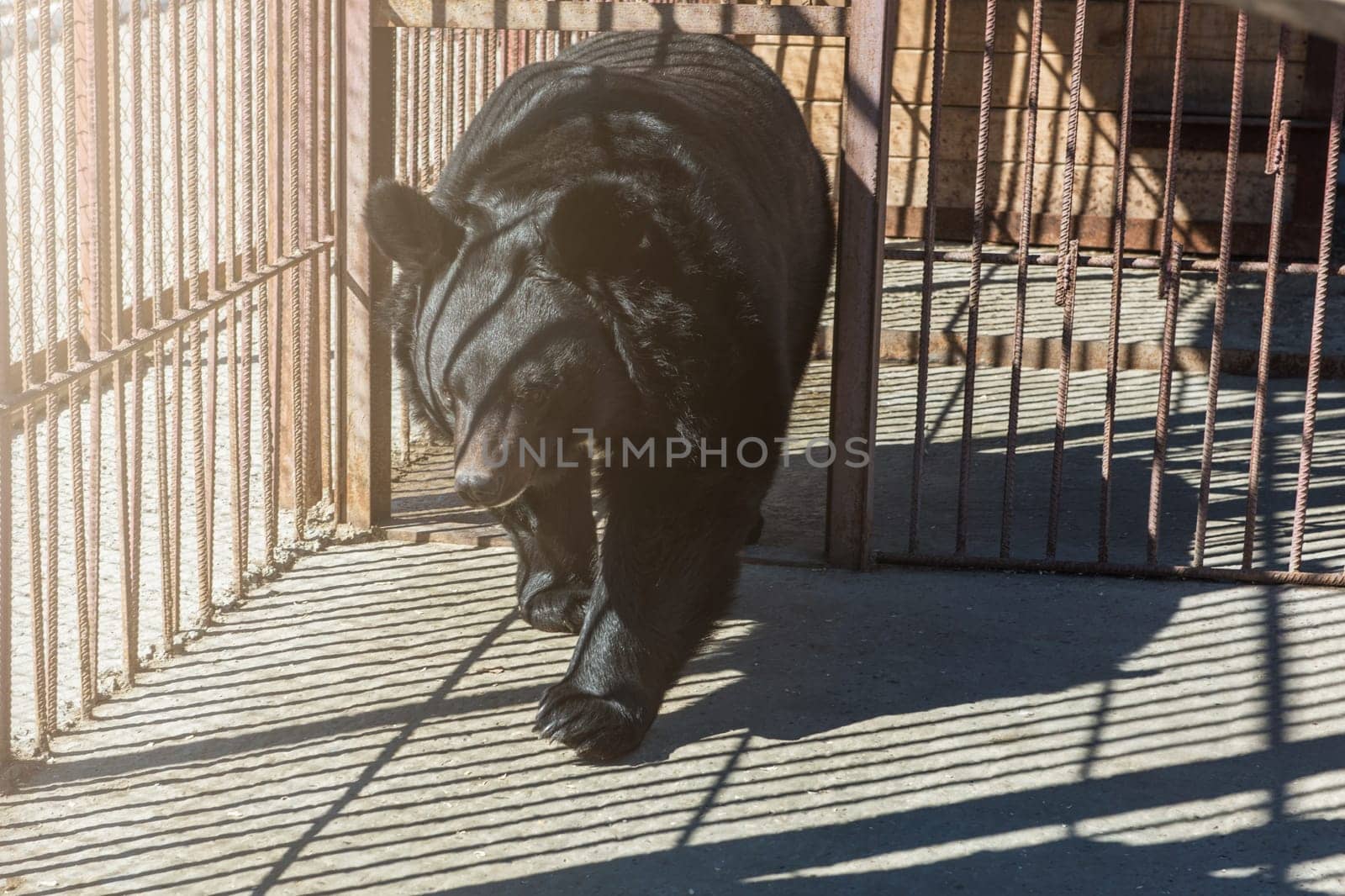 Big black bear in a zoo
