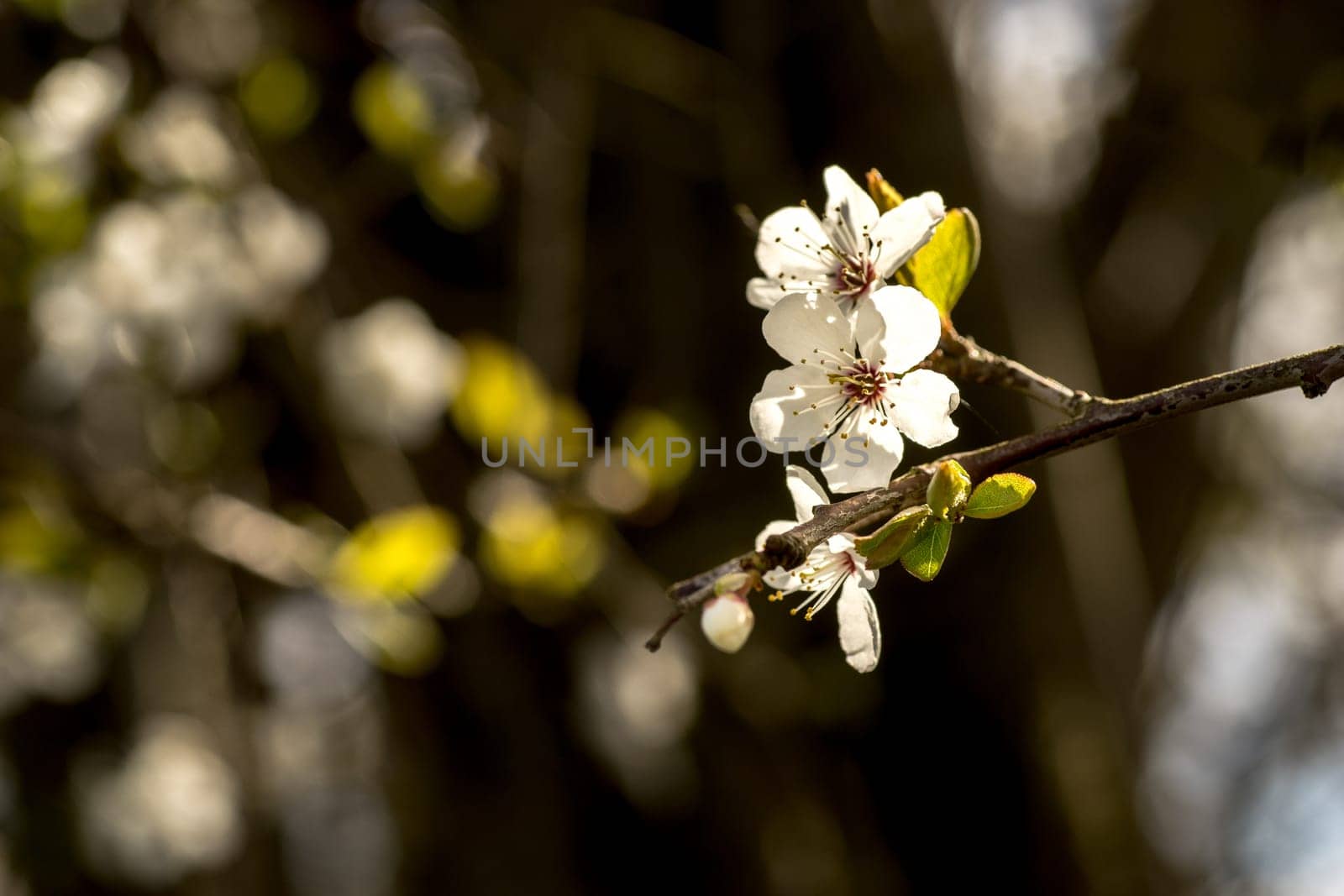 Spring brings the branches of the trees to flowering. Small delicate white flowers in the spring sun
