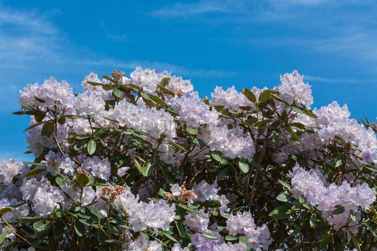 Beautiful Fascinating Spring Scene with Blue Sky..