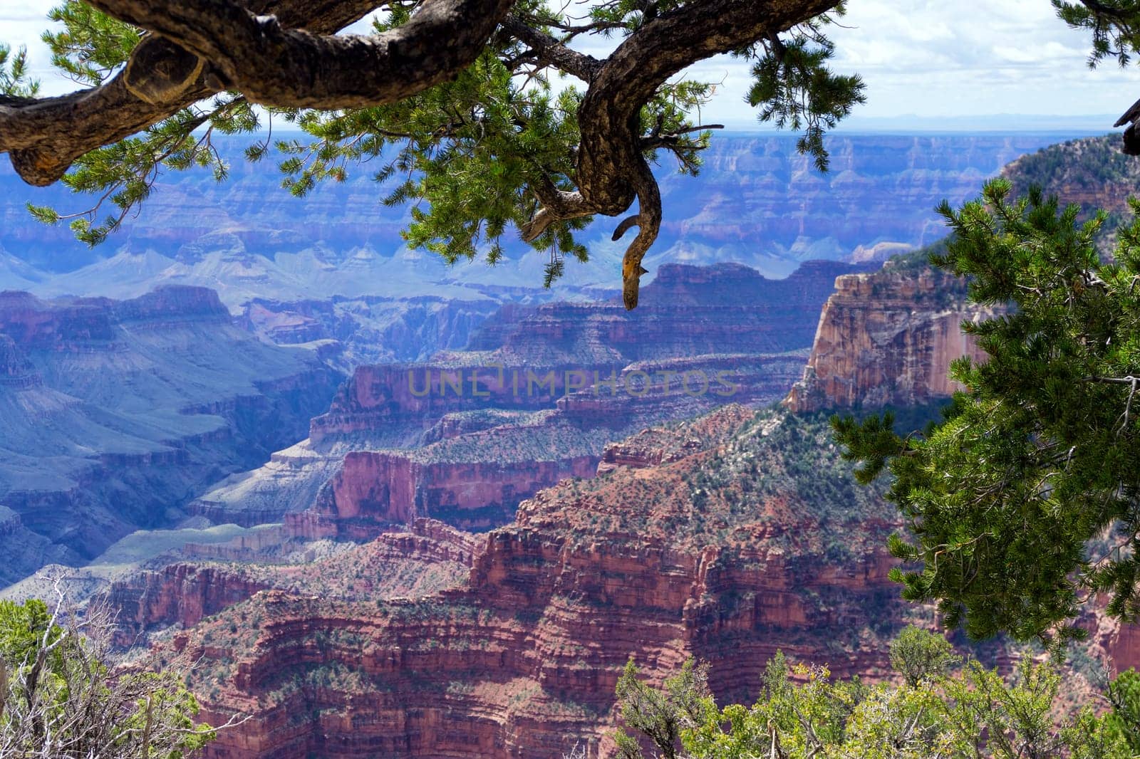 View of the Grand Canyon from the North Rim with the picture framed by a tree
